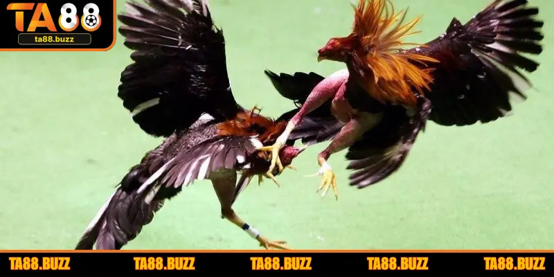 Các loại đá gà Campuchia thú vị