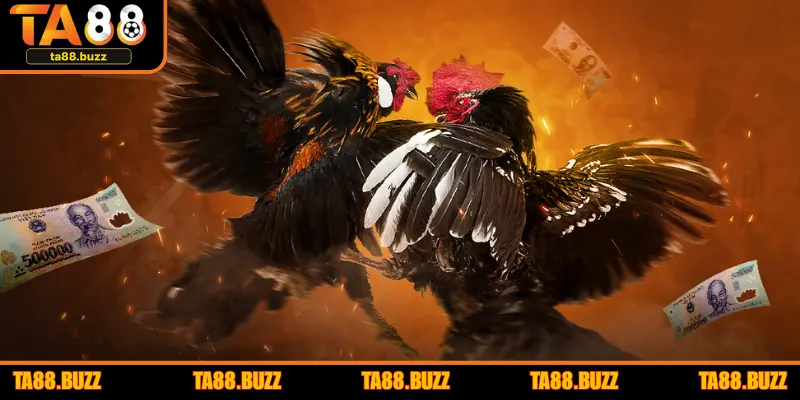 Khai thác trận đấu uy tín là gì? 